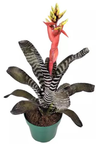 Bromlia Aechmea chantinii Com Flor Pote17