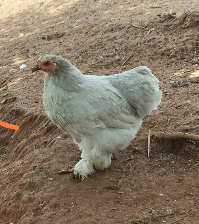 Galinha Mini Cochin Lavanda