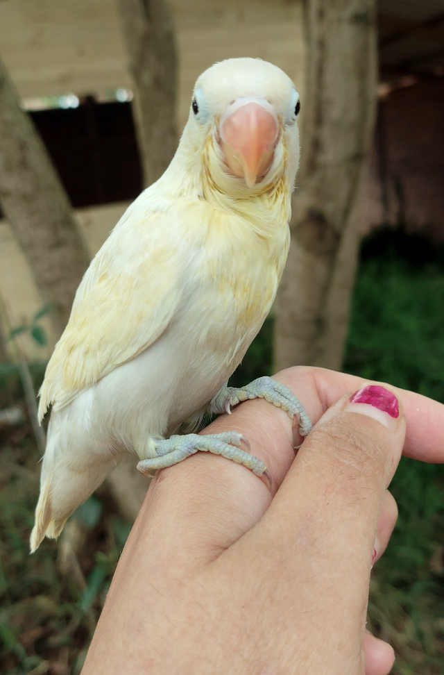 Agapornis Branco 