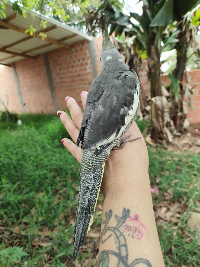 Calopsita Ancestral 