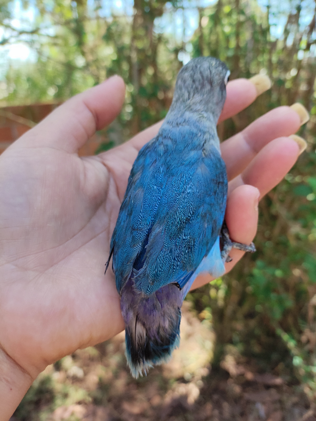 Agapornis Azul 