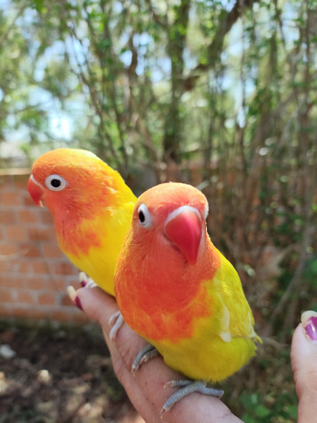 Agapornis Fisheri Amarelo cabea laranja 