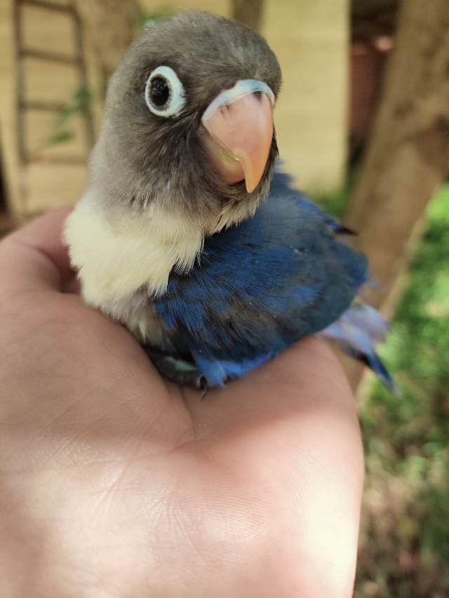 Agapornis Personata Violeta