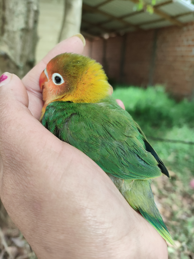 Agapornis Verde Ancestral 