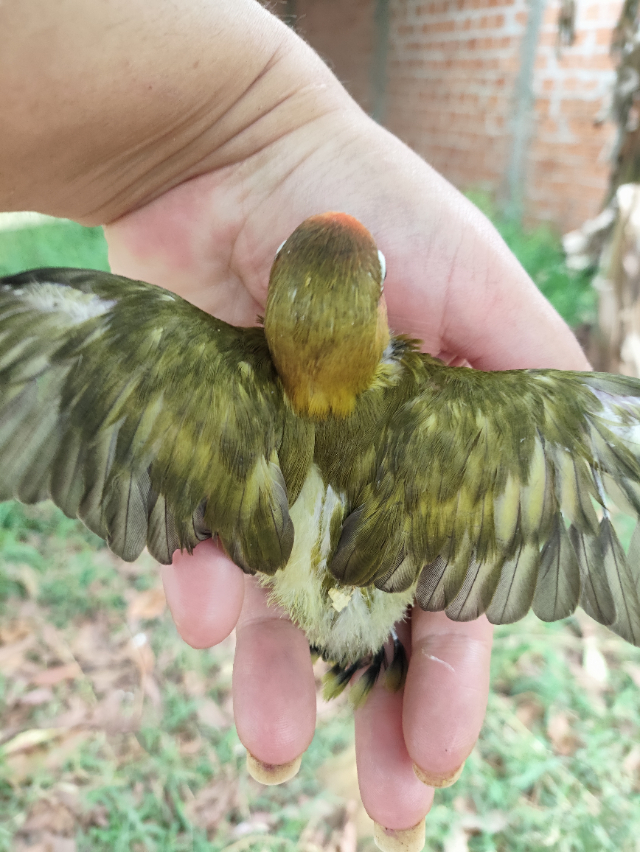 Agapornis Verde Oliva 