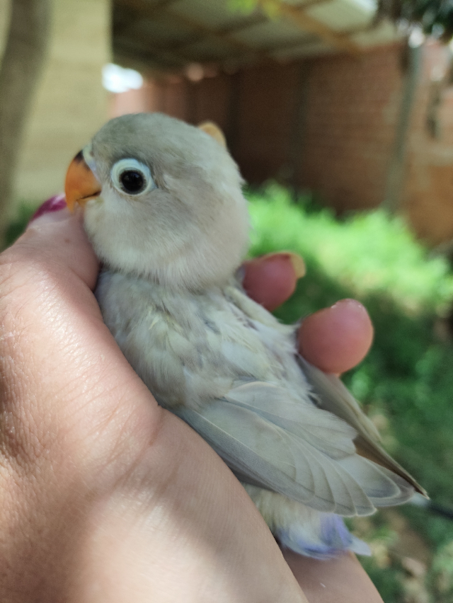 Agapornis Nvoa Lils 