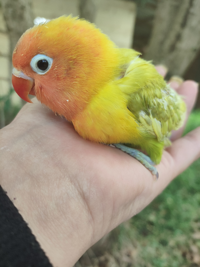 Agapornis Arlequim verde