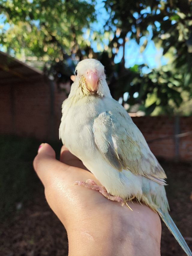 Red Rumped F�mea azul serie