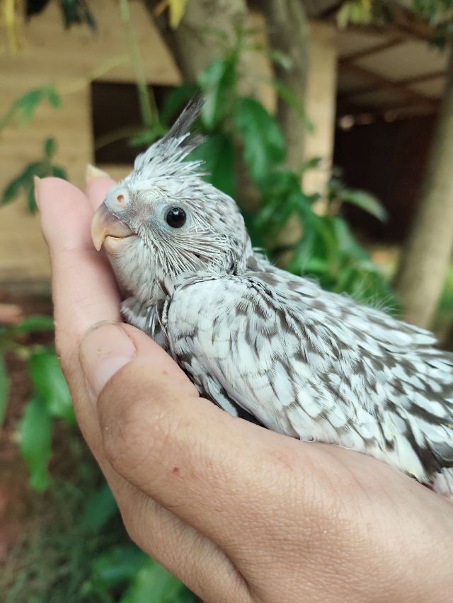 Calospita P�rola Cara Branca 