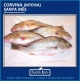PEIXE CORVINA