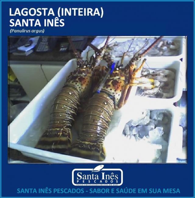LAGOSTA - INTEIRA (CAIXA COM 20 KILOS)