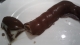 Chocolate Erotico