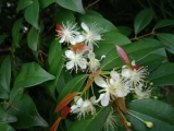 Mudas Copaba Pau Dleo leo Natural Medicinal Remdio Cura