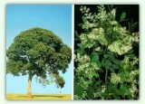 Mudas Copaba Pau Dleo leo Natural Medicinal Remdio Cura