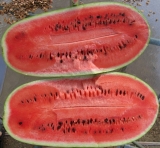 SEMENTES DE MELANCIA HIBRIDA