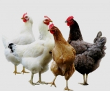 INDUTOR DE CRESCIMENTO PARA FRANGOS DE CORTE