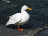 INDUTOR NATURAL DE CRESCIMENTO PARA PATO