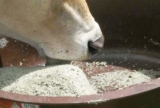 SAL MINERAL PARA BOI, VACAS E BEZERROS 