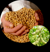 Rhizobium (Bradyrhizobium Japonicum)  Inoculante 