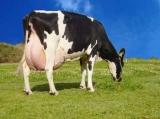 PREMIX MINERAL - VACAS DE LEITE