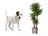 EXTRATO DE YUCCA  