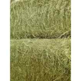 FENO DE TIFTON PARA ROEDORES 