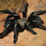Repelente De Aranhas 