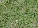 Sementes de Capim Quicuio  ( 1 QUILO )