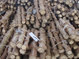 MUDAS DE MANDIOCA ROSADA 