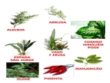 ESSENCIA SETE ERVAS 30 ML ES4886