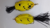 Sapo Real Amarelo