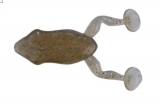 Baby Frog Monster3x 7,5cm Natural