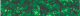 Celulide Verde Perolado Grado P/ Espelho dos Baixos Cd.1589-2.