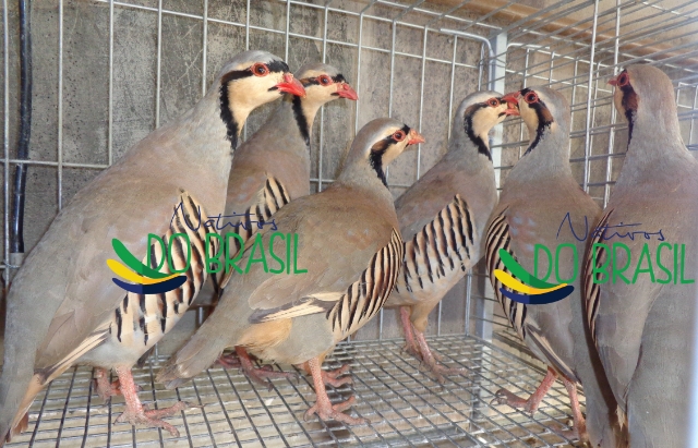 12 Ovos de Perdiz Chukar Cinza (LEIA DESCRIO)