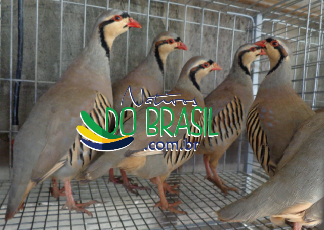 1 Ovo de Perdiz Chukar Mistos (VALOR UNITRIO)- Leia a descrio