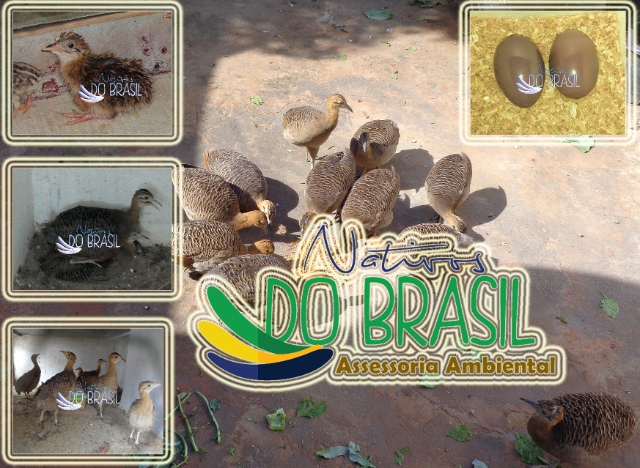 Assistncia criao de Perdiz Nativa (Rhynchotus rufescens)