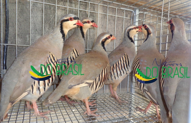 *PACOTO* 48 Ovos de Perdiz Chukar (SEDEX) (LEIA DESCRIO)