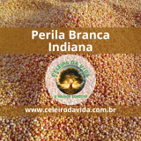 PERILA BRANCA INDIANA