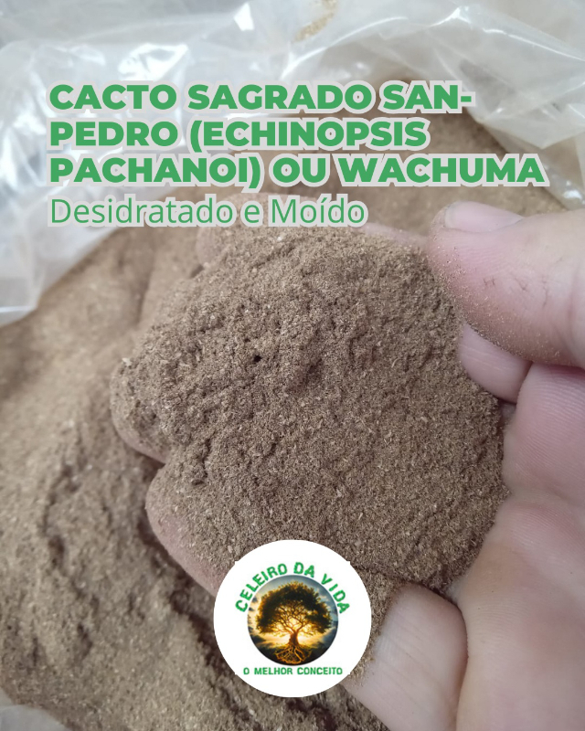 Cacto Sagrado San-Pedro (Echinopsis pachanoi)